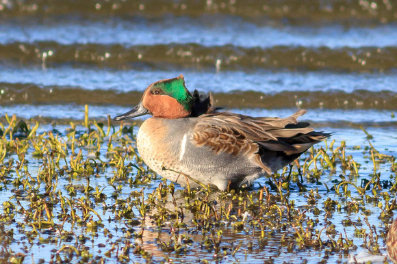 Green-winged Teal - male