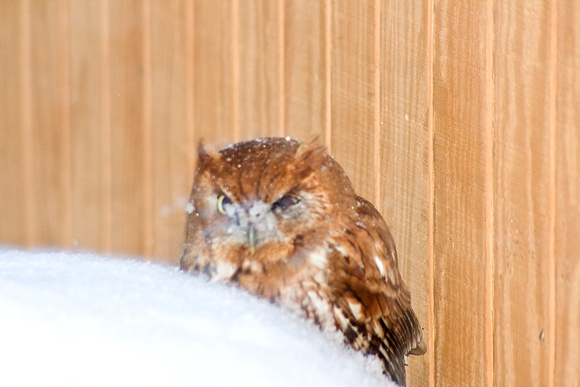 Eastern Screech Owl on top of my bird seed can, next to the shed, during the Christmas snow of 2010.