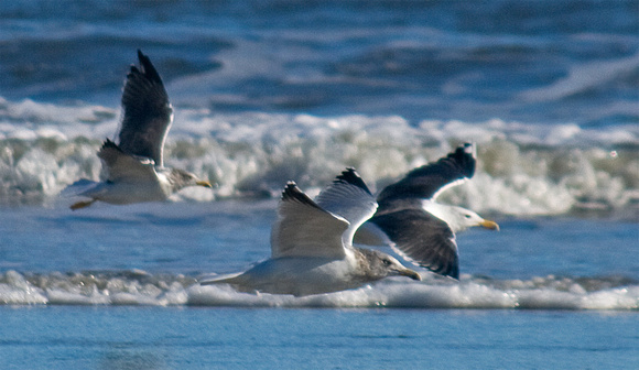 Lesser BlackBacked, Herring, and Greater Black-backed Gulls