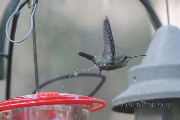 Broad-billed Hummingbird