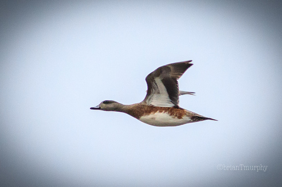 American Wigeon