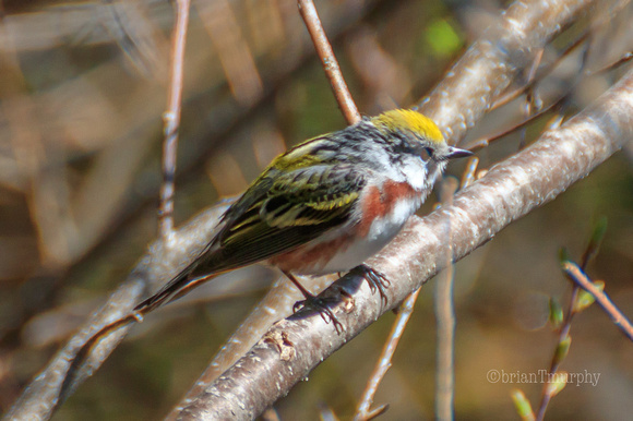 Chestnut-sided Warbler - is it blinking or missing an eye?