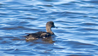 Swans, Geese, Ducks