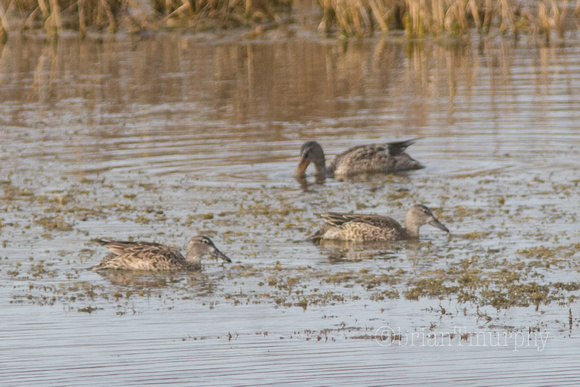 Blue-wing Teal (f)