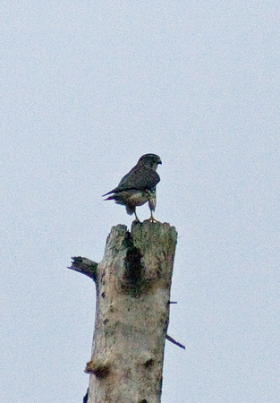 Merlin - Alligator River NWR