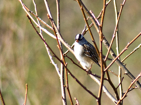 White-crowned Sparrow