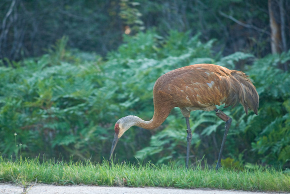 I've got bling. Sandhill crane at entrance to Seney Wildlife Refuge.