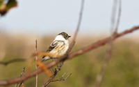 Leucistic Yellow-rumped Warbler