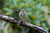 Yellow-rump Warbler - location - everywhere