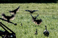 Upland Gamebirds, Gruiformes