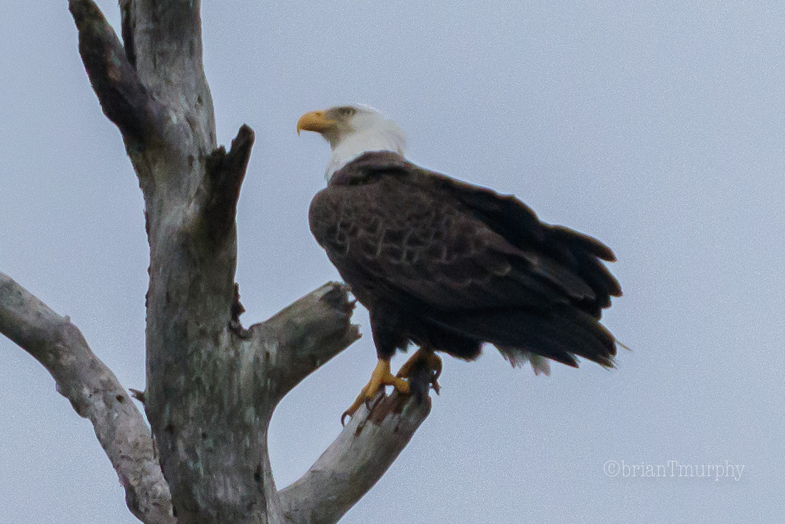 Bald Eagle - ARNWR