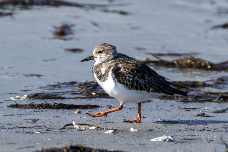 Zenfolio | Wild Places, Wild Birds Photography | Birding the North ...