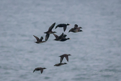 Surf and Black Scoters