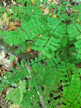 Maidenhair Fern