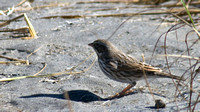 "Ipswich" Savannah  Sparrow