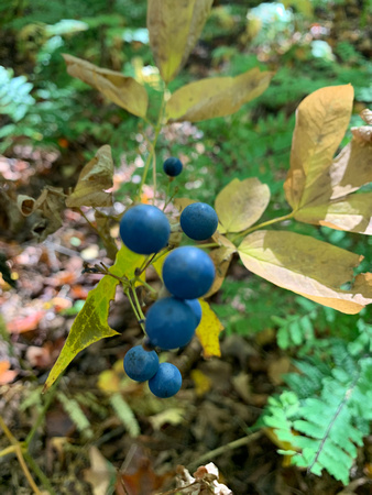 Blue Cohosh