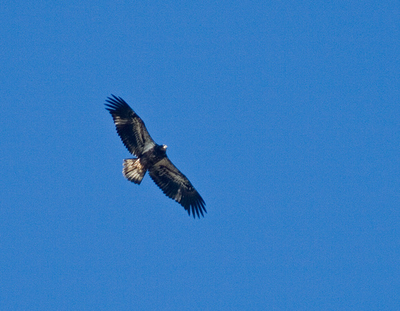 Immature Bald Eagle