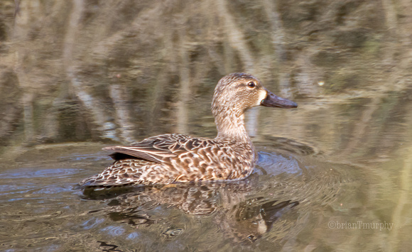 Blue-winged Teal