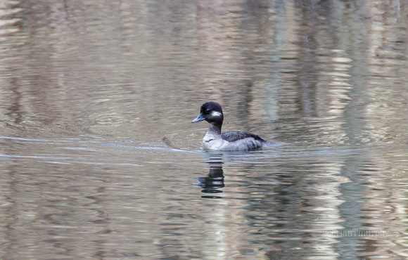 Bufflehead