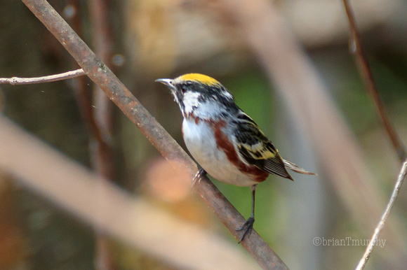 Chestnut-sided Warbler