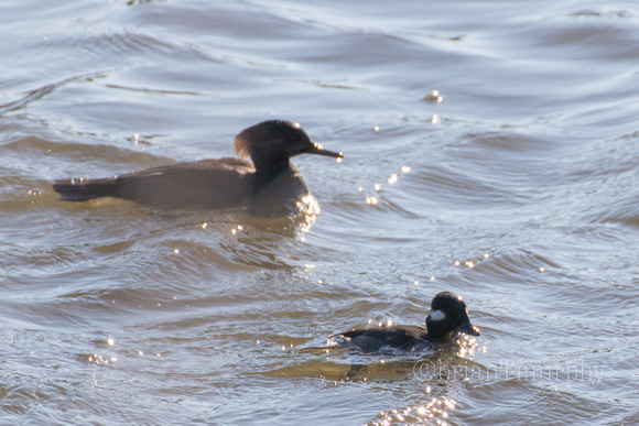 Hooded Merganser, Bufflehead