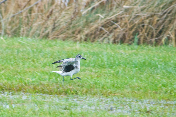 Black-bellied Plover