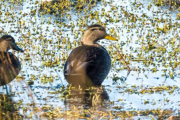 Black Duck