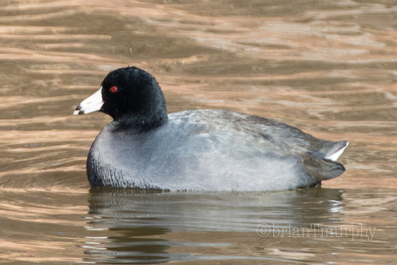 American Coot