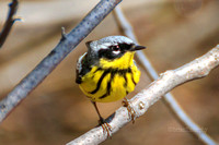 Spring Birds at Echo Lake