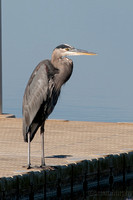 Pelicans, Herons, Ibises and allies