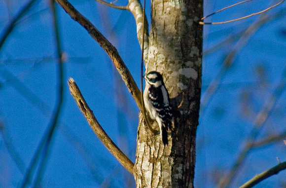 Downy Woodpecker