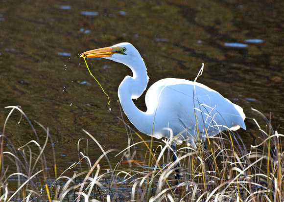 Great Egret