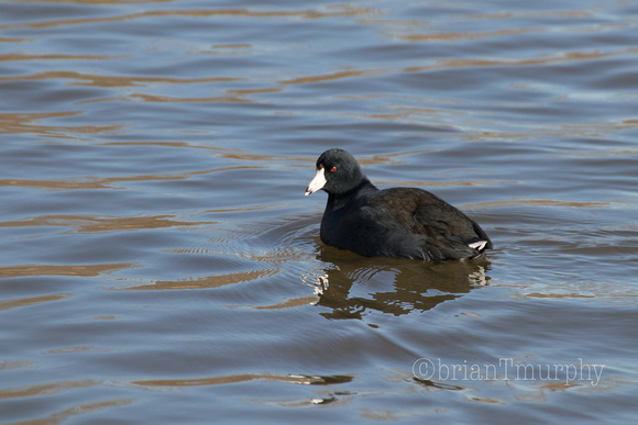 American Coot - Lake Crabtree, NC