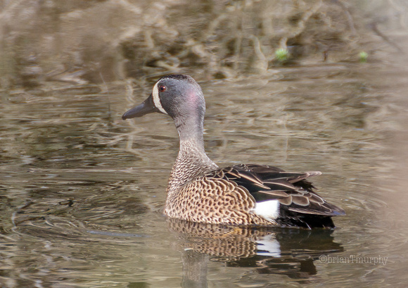 Blue-winged Teal