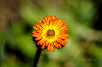 Spring Flowers at Echo Lake