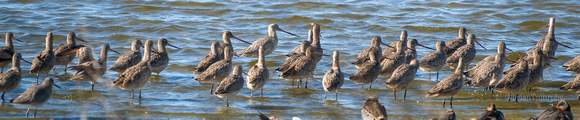 Marbled Godwits