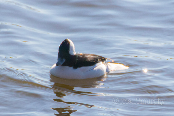 Bufflehead