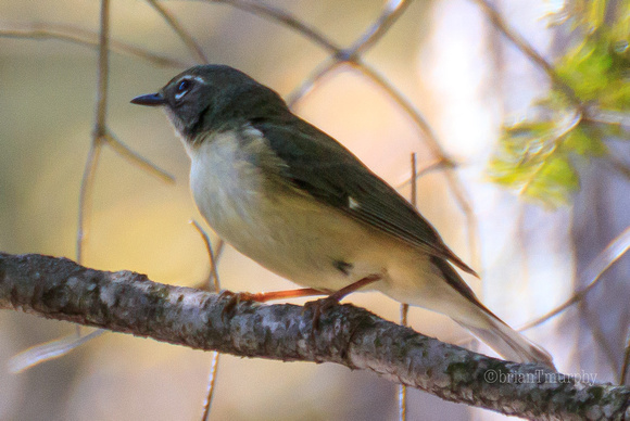 Black-throated Blue Warbler