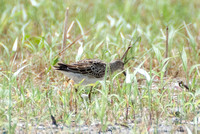 Shorebirds, Waders