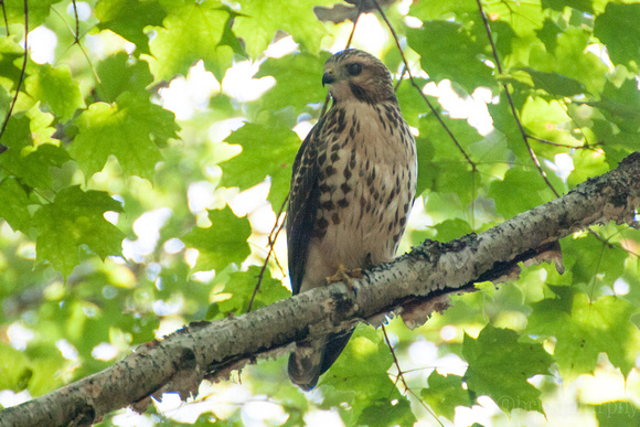 Broad-winged Hawk - Barbeau, MI