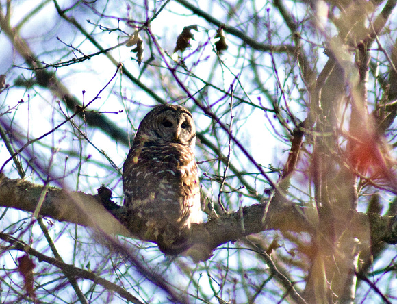 Barred Owl