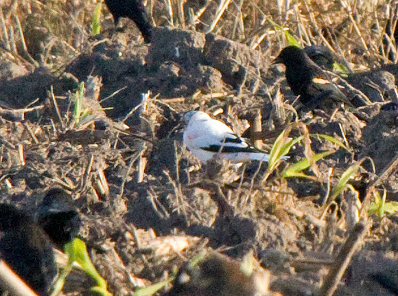 "NOT" a Snow Bunting...why do we try to make a bird something it is not?