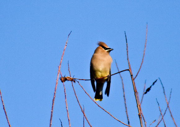 Cedar Waxwing