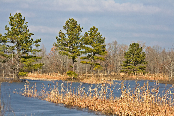 Flat River Waterfowl Impoundments - frozen solid