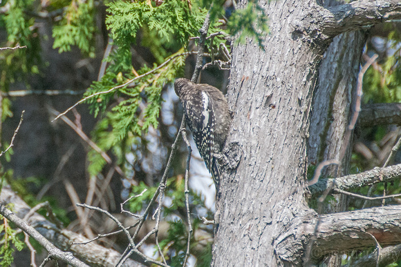 Black-Backed Woodpecker_2 081417