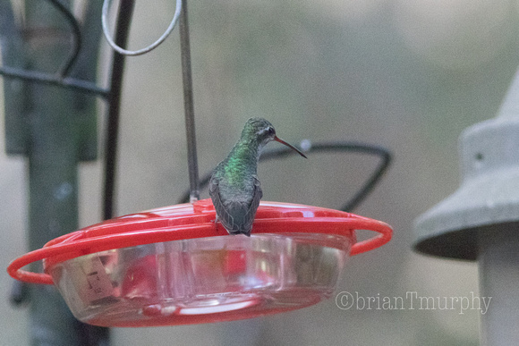 Broad-billed Hummingbird