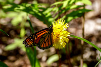 Moths and Butterflies