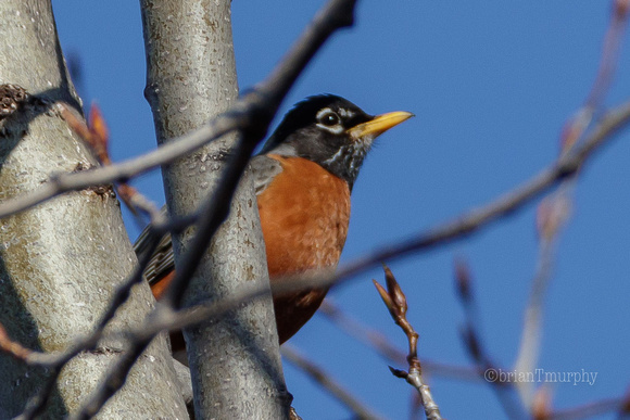 American Robin