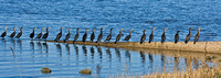 Cormorants and Anhingas