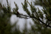 Hartwick Pines State Park